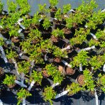 Hortenzia metlinatá (Hydrangea paniculata) ´LIVING LITTLE LOVE´® by LIVING CREATIONS® výška 20-30 cm, kont. C1,5L